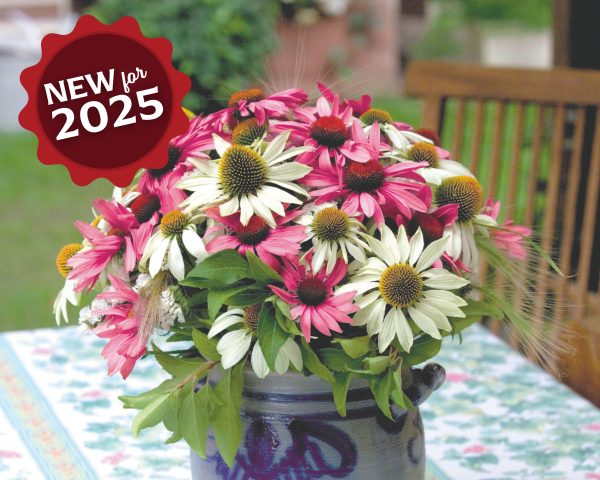 Echinacea Primadonna Mix Seeds Online Sale - Image 2