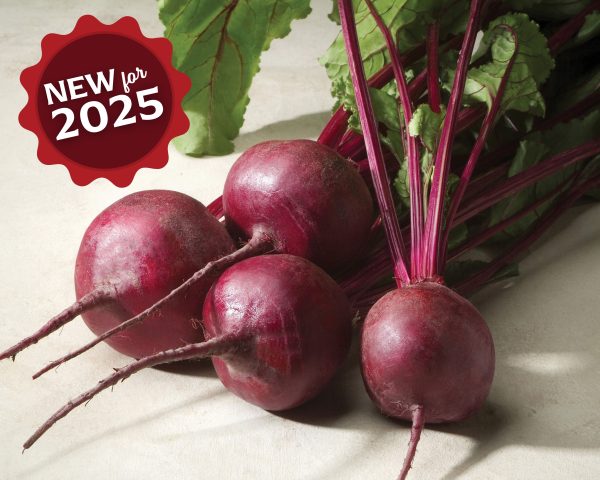 Merlin Hybrid Beet Seeds Discount